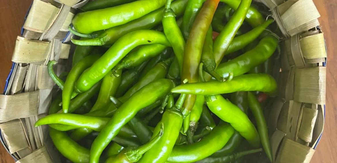 A basket full of organic chillies from the Tattwa garden.