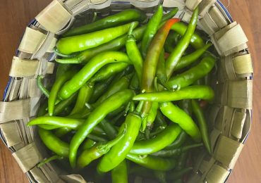 A basket full of organic chillies from the Tattwa garden.