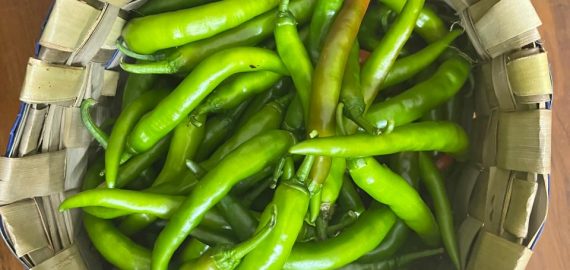 A basket full of organic chillies from the Tattwa garden.