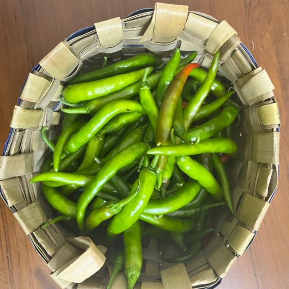A basket full of organic chillies from the Tattwa garden.